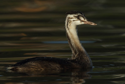 Great Crested Grebe, juvenile