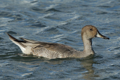 Northern Pintail, male 1Y (?)