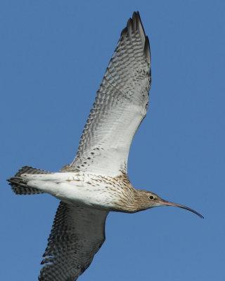 Curlew