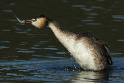 Great Crested Grebe