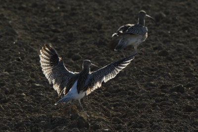 Curlew