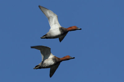 Common Pochard, males