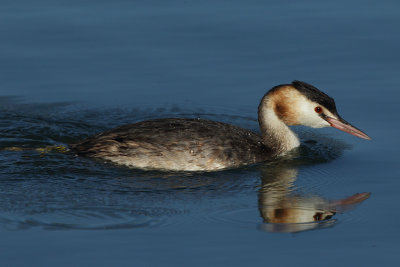 Great Crested Grebe