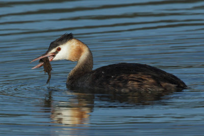 Great Crested Grebe