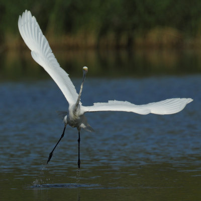 Great Egret