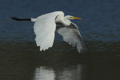 Great Egret