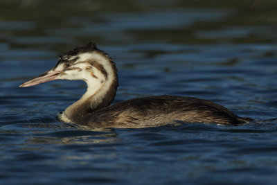 Great Crested Grebe, juvenile