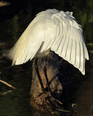 Little Egret