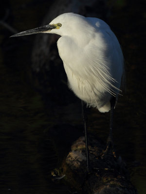 Little Egret