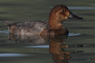 Common Pochard, female