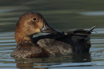 Common Pochard - Portrait