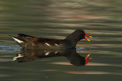 Common Moorhen