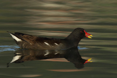 Common Moorhen