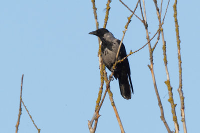 Hybrid Hooded Crow x Carrion Crow