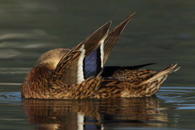 Mallard - Preening