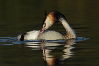 Great Crested Grebe