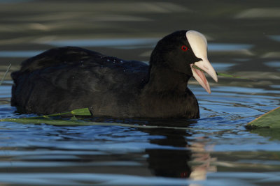 Common Coot