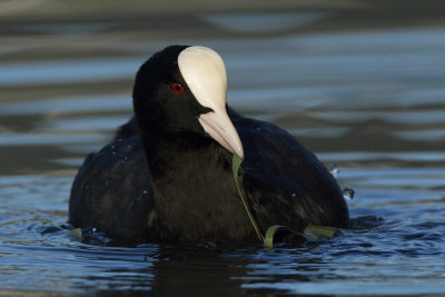 Common Coot