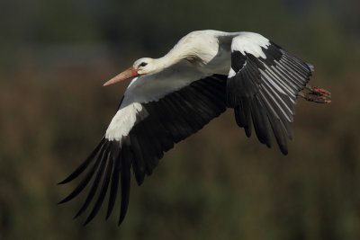 White Stork