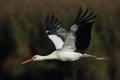 White Stork