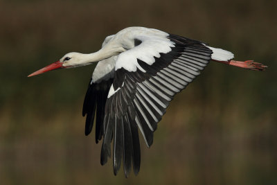 White Stork