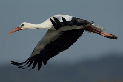 White Stork