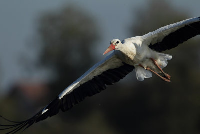 White Stork