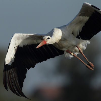 White Stork
