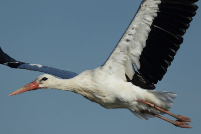 White Stork