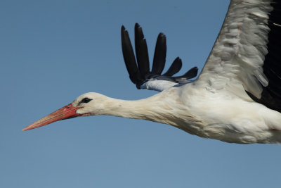 White Stork - In Flight