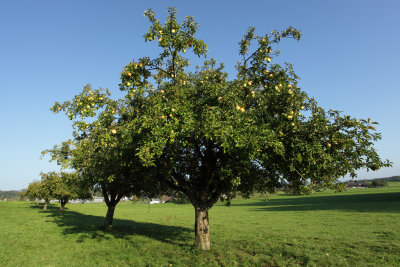 Fruit