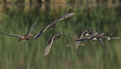 Gadwall