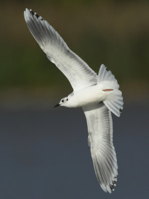 Little Gull, 2Y