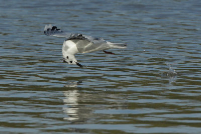 Little Gull, 2Y