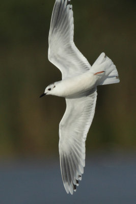 Little Gull, 2Y