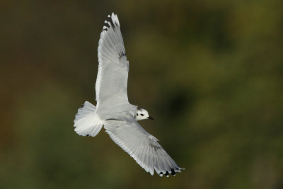 Little Gull, 2Y