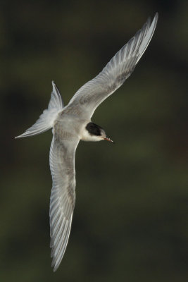Arctic Tern, 1Y