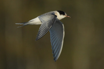 Arctic Tern, 1Y