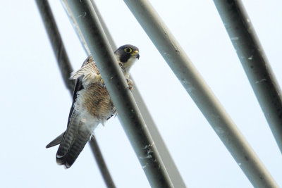 Peregrine