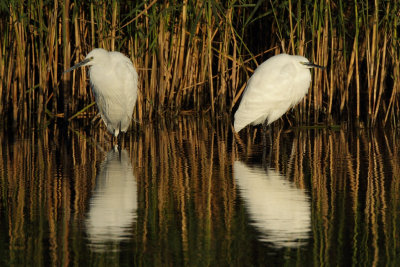 Little Egret
