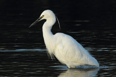 Little Egret