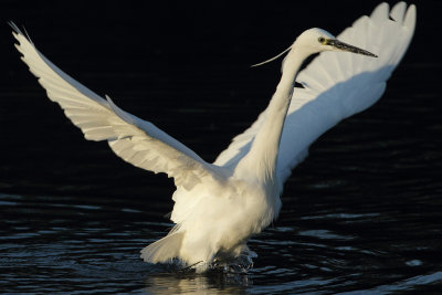Little Egret