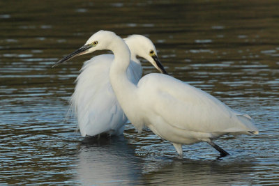 Little Egret - Group