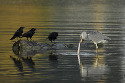 Grey Heron, with eel