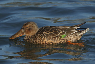 Northern Shoveler - Portrait