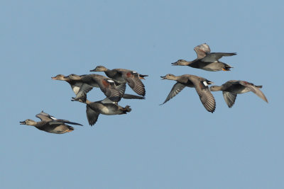 Gadwall