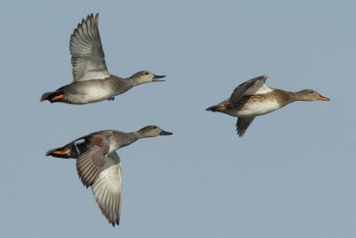 Gadwall