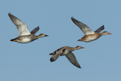 Gadwall