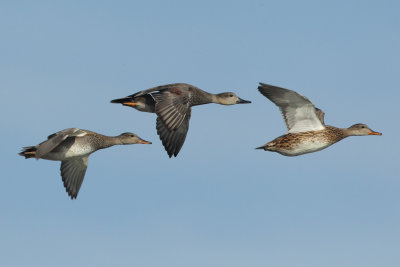 Gadwall