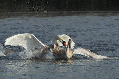 Mute Swan